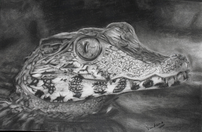 An Alligator – Seize the opportunity