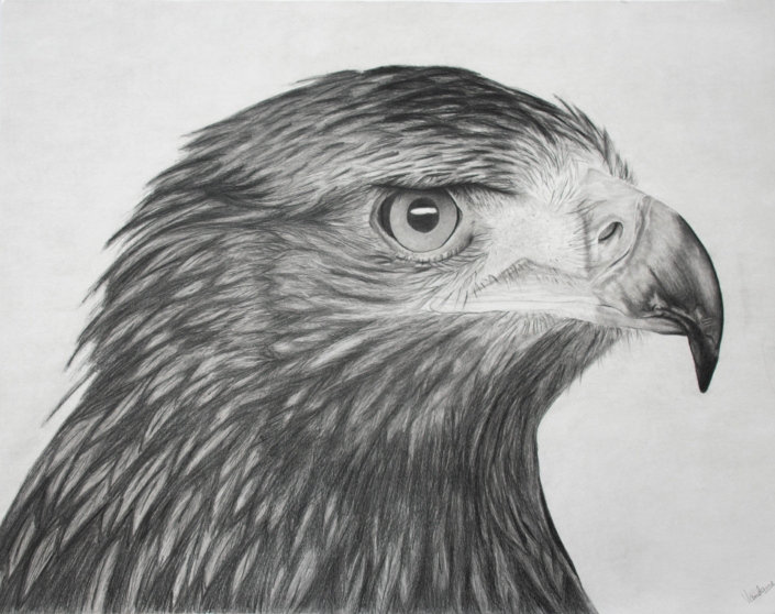 Eagle – Soar Higher Than Skies
