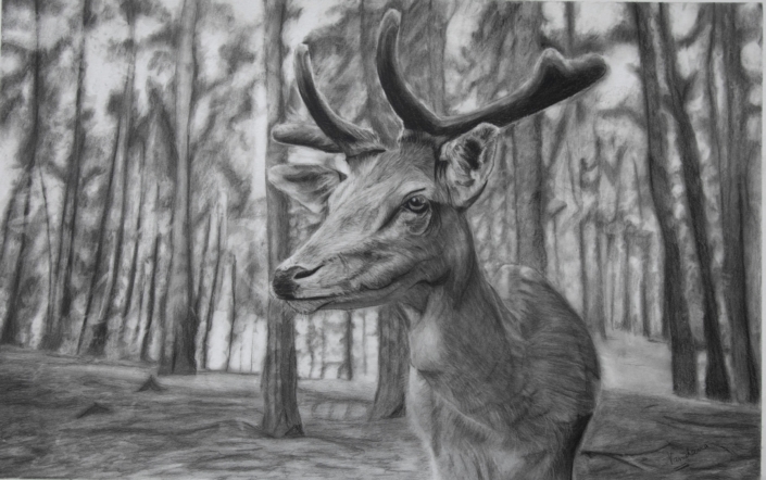 Wild Elegance: Graceful Deer