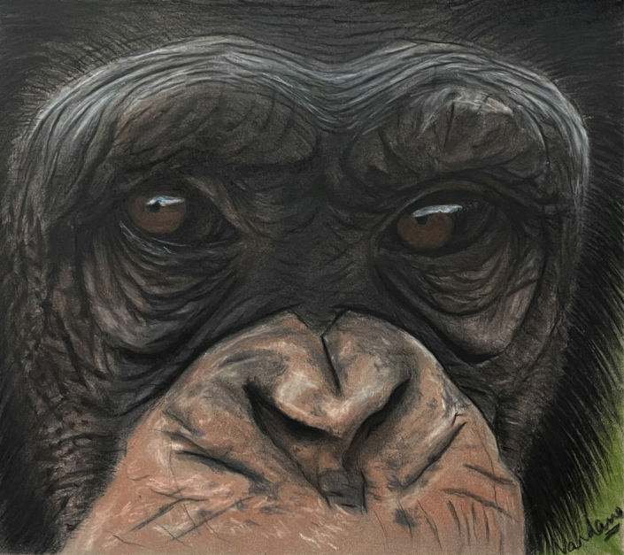 Jungle Majesty: The Gorilla