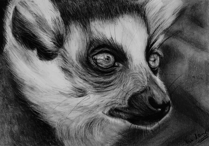 Silent Observer: A Lemur’s Stare