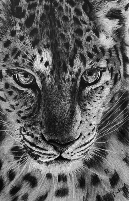 Leopard’s Wild Gaze